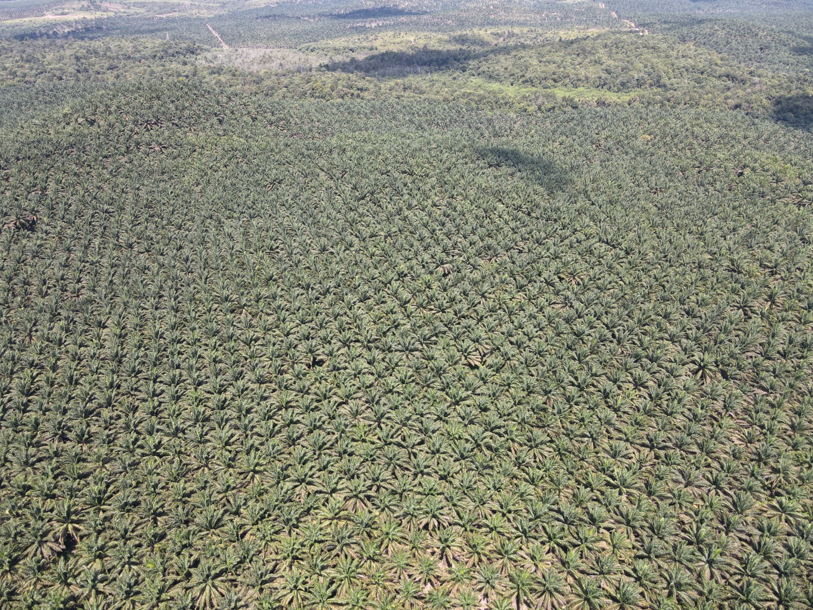 Plantation Overview